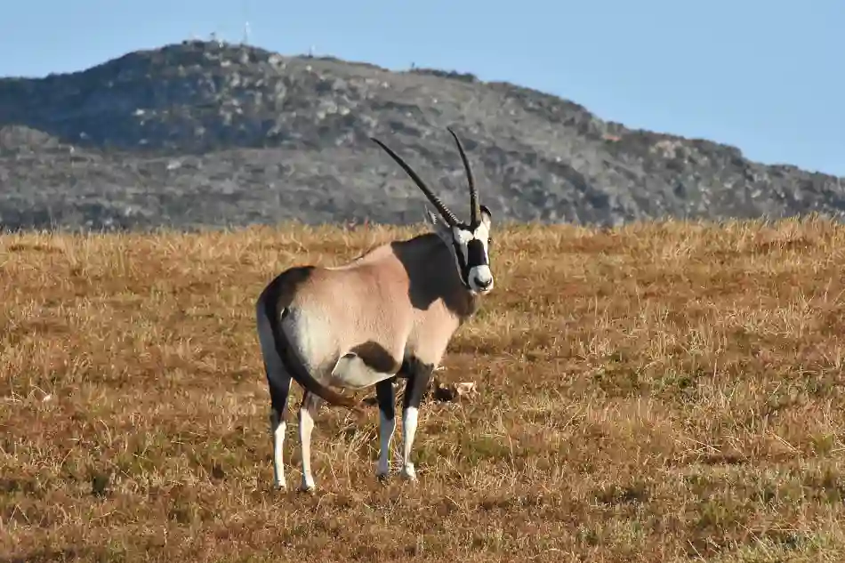 ORYX